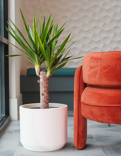 Yucca Plant Single Stem