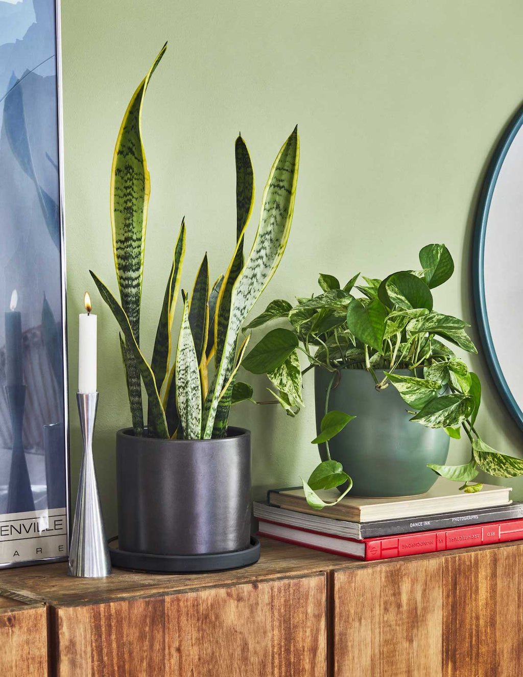 Snake Plant Laurentii