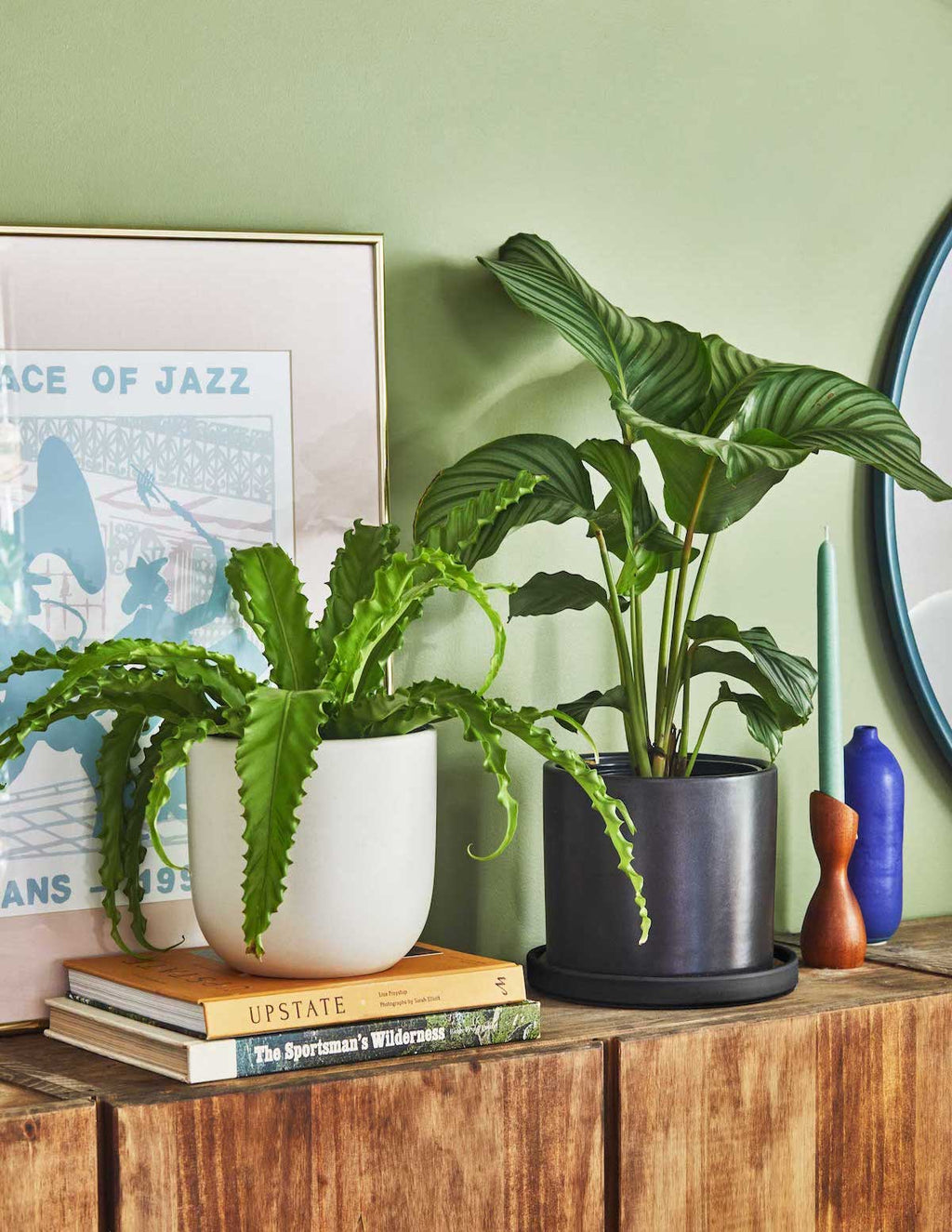 Bird's Nest Fern