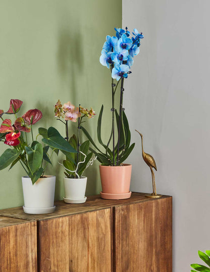 Mini Orchid