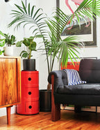 Large Majesty Palm