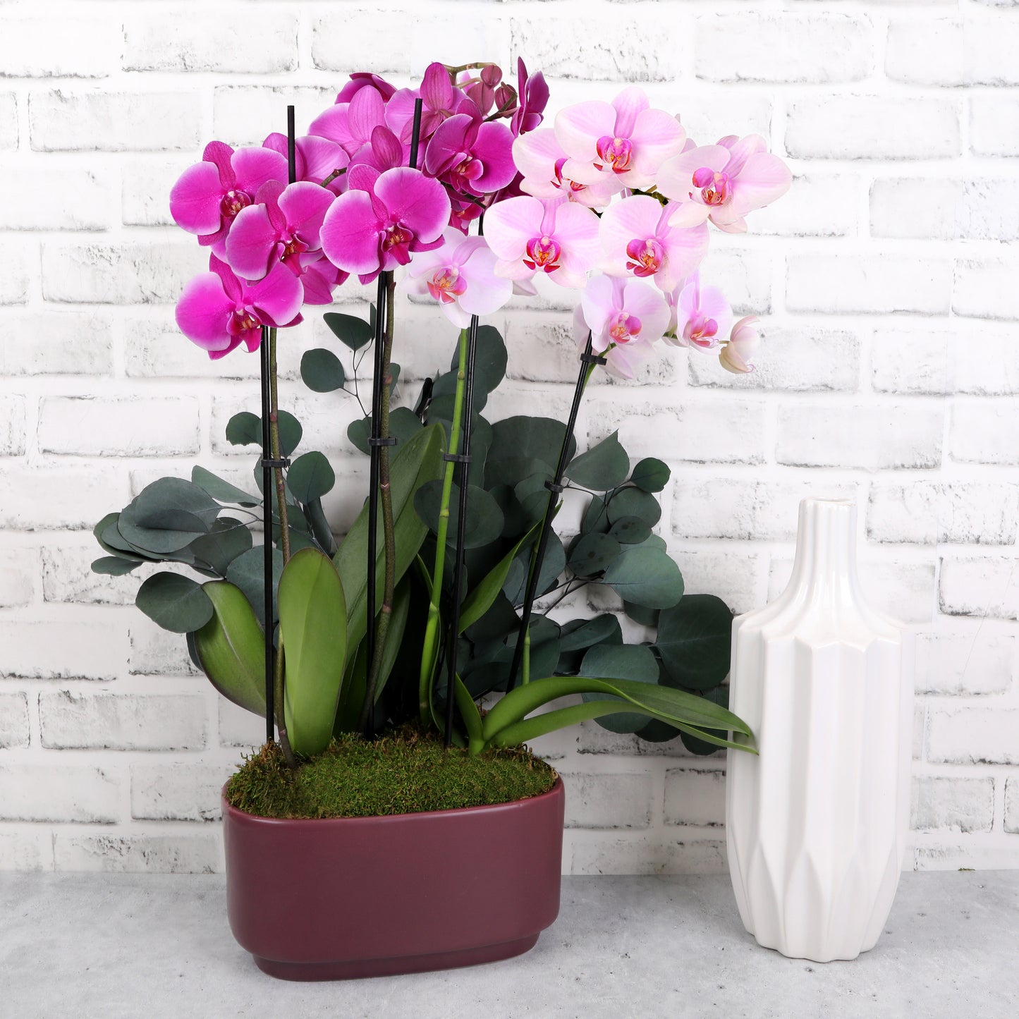 Large Double Bi-Color Orchid