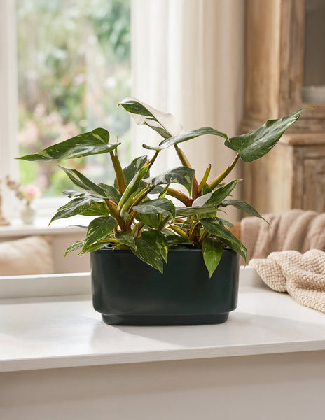 Double Philodendron White Princess | Houseplants for Delivery