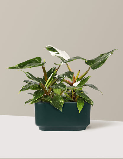 Double Philodendron White Princess