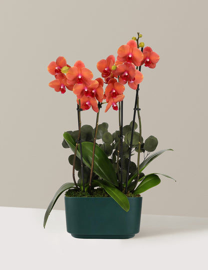 Large Double Orchid