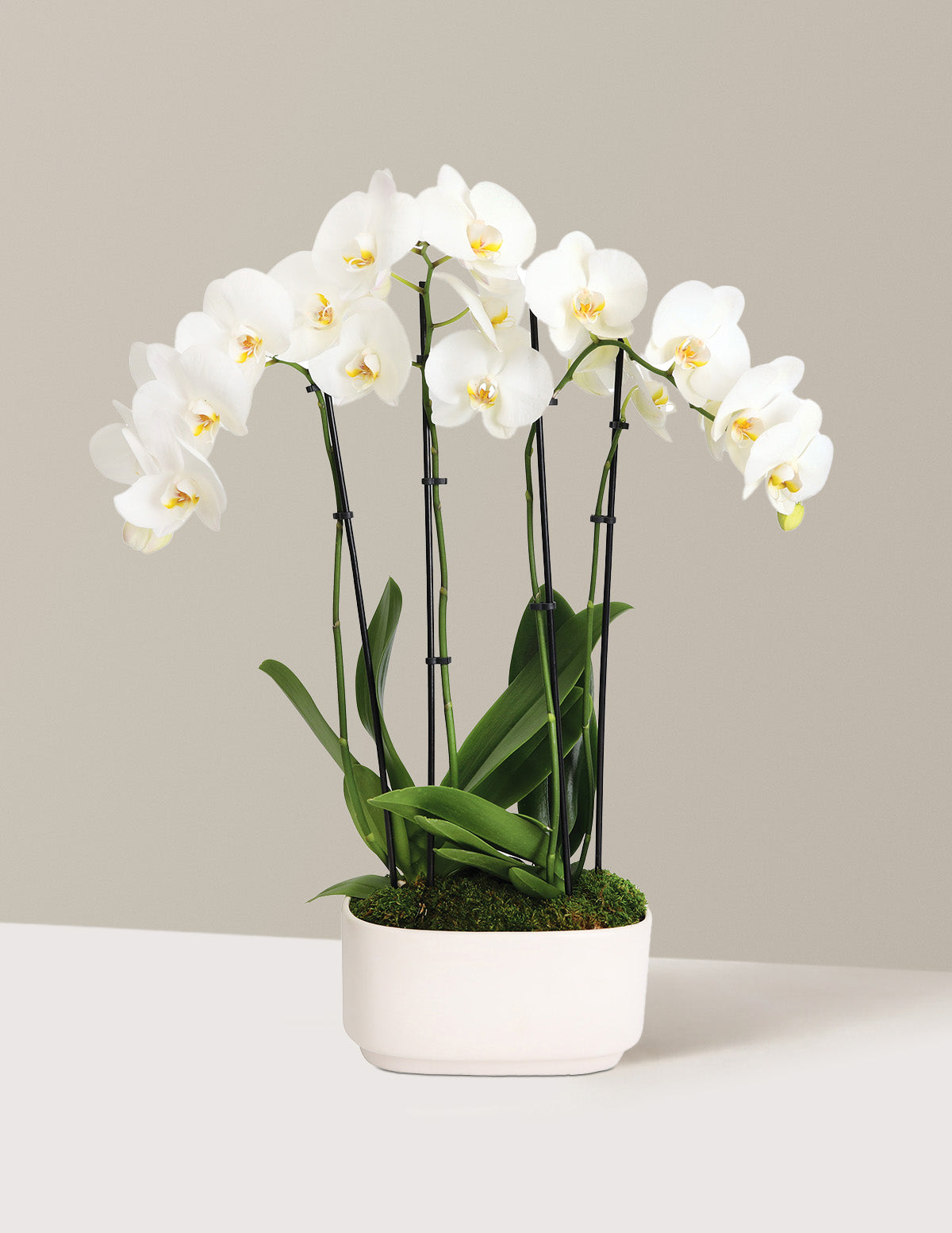 Large Double Orchid