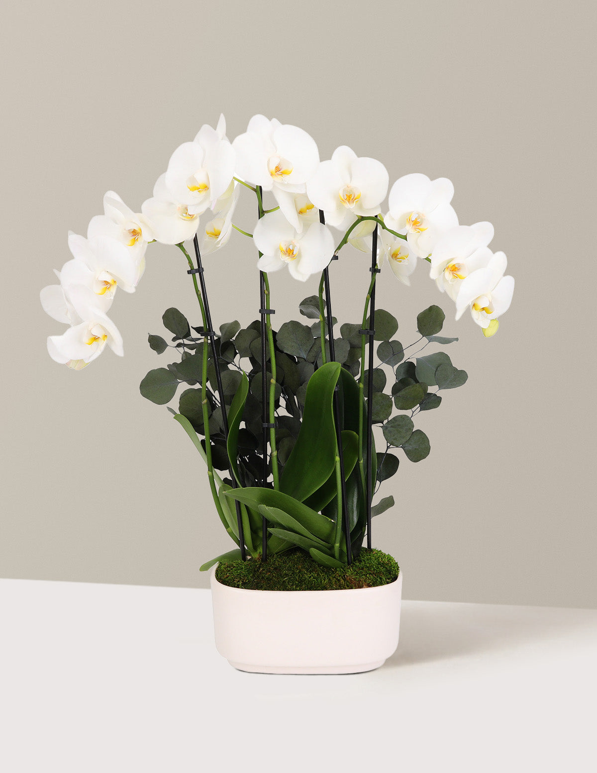 Large Double Orchid