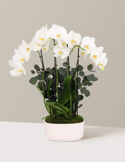 Large Double Orchid