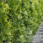 Thuja Green Giant