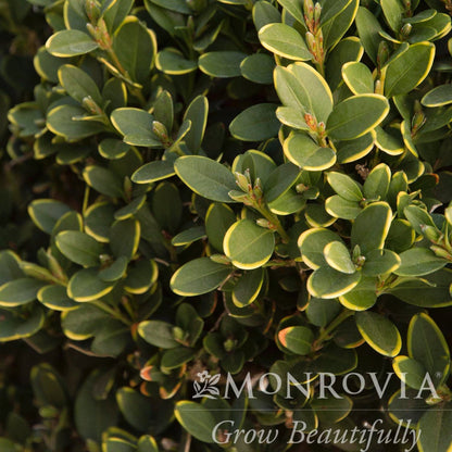 Green Mountain Topiary Boxwood (Ball)