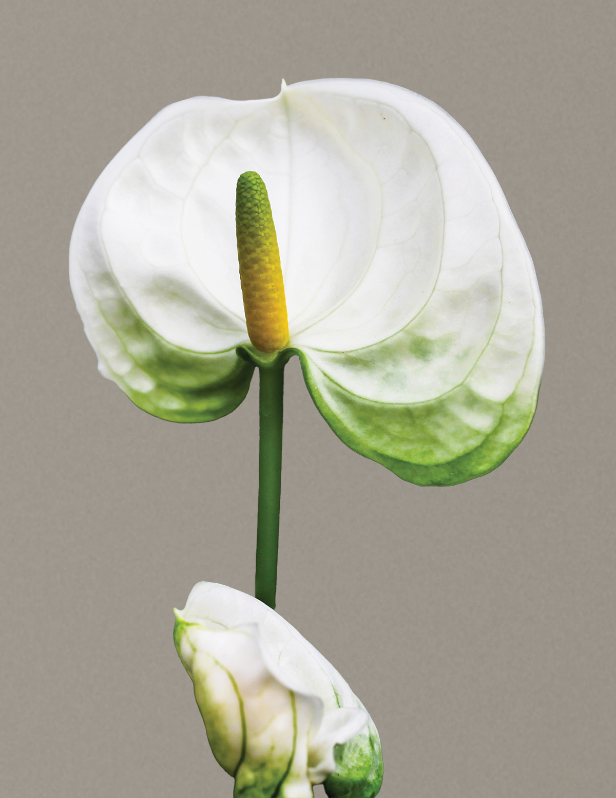 White Anthurium
