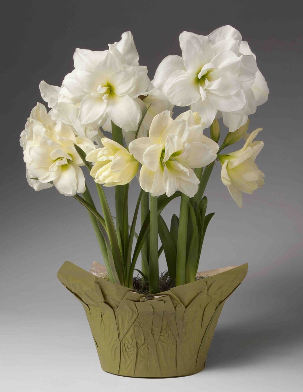 Festive Amaryllis