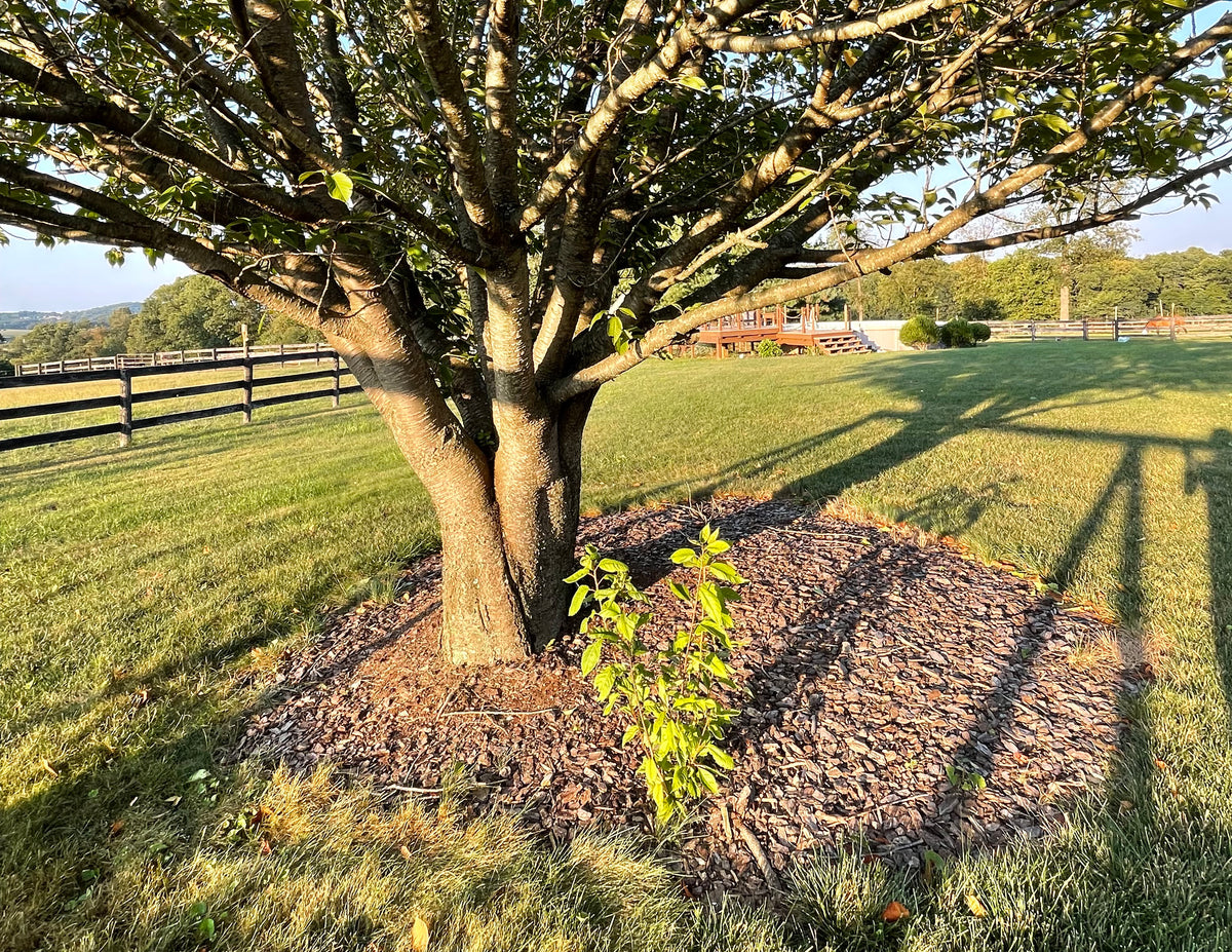 Memorial and Milestone Trees for Life's Moments | The Sill