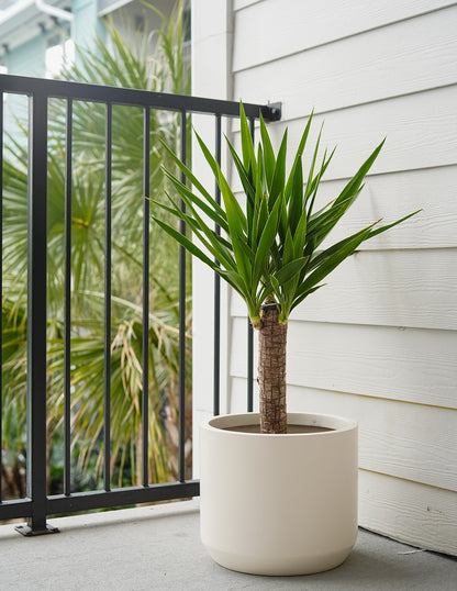 Yucca Plant Single Stem