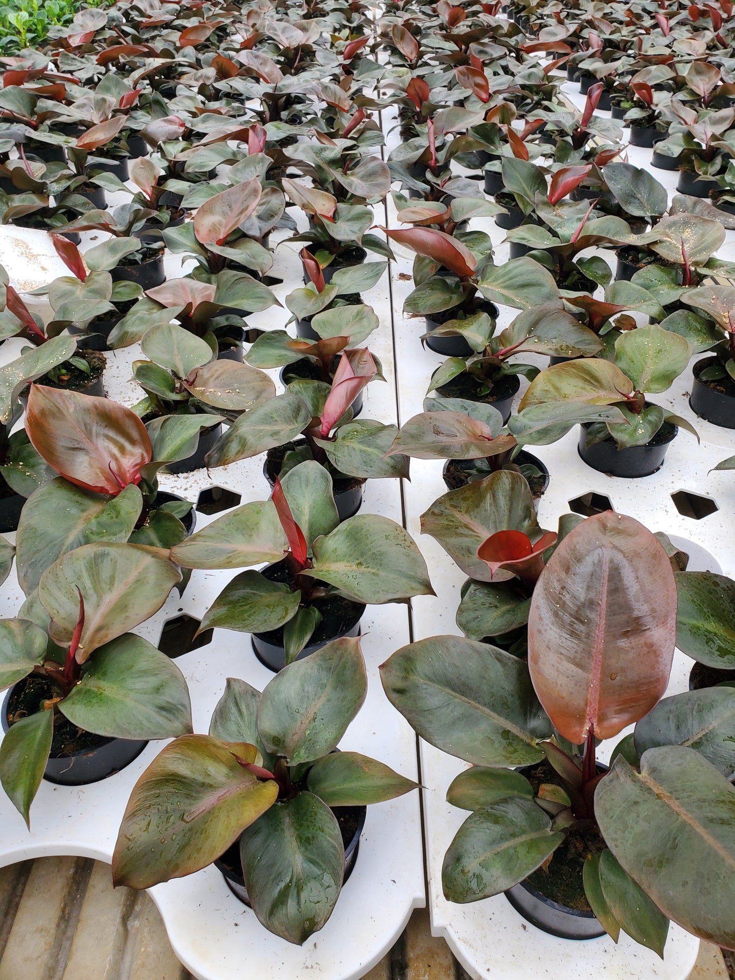 Philodendron Red Heart