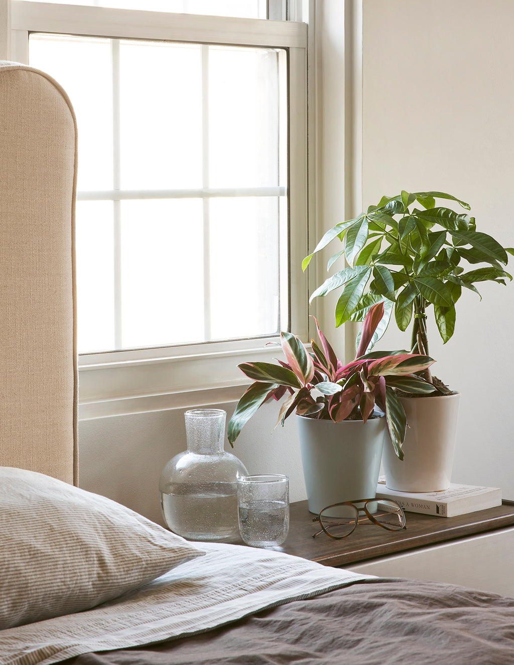 Money Tree Plant lifestyle image