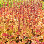 Marmalade Heuchera