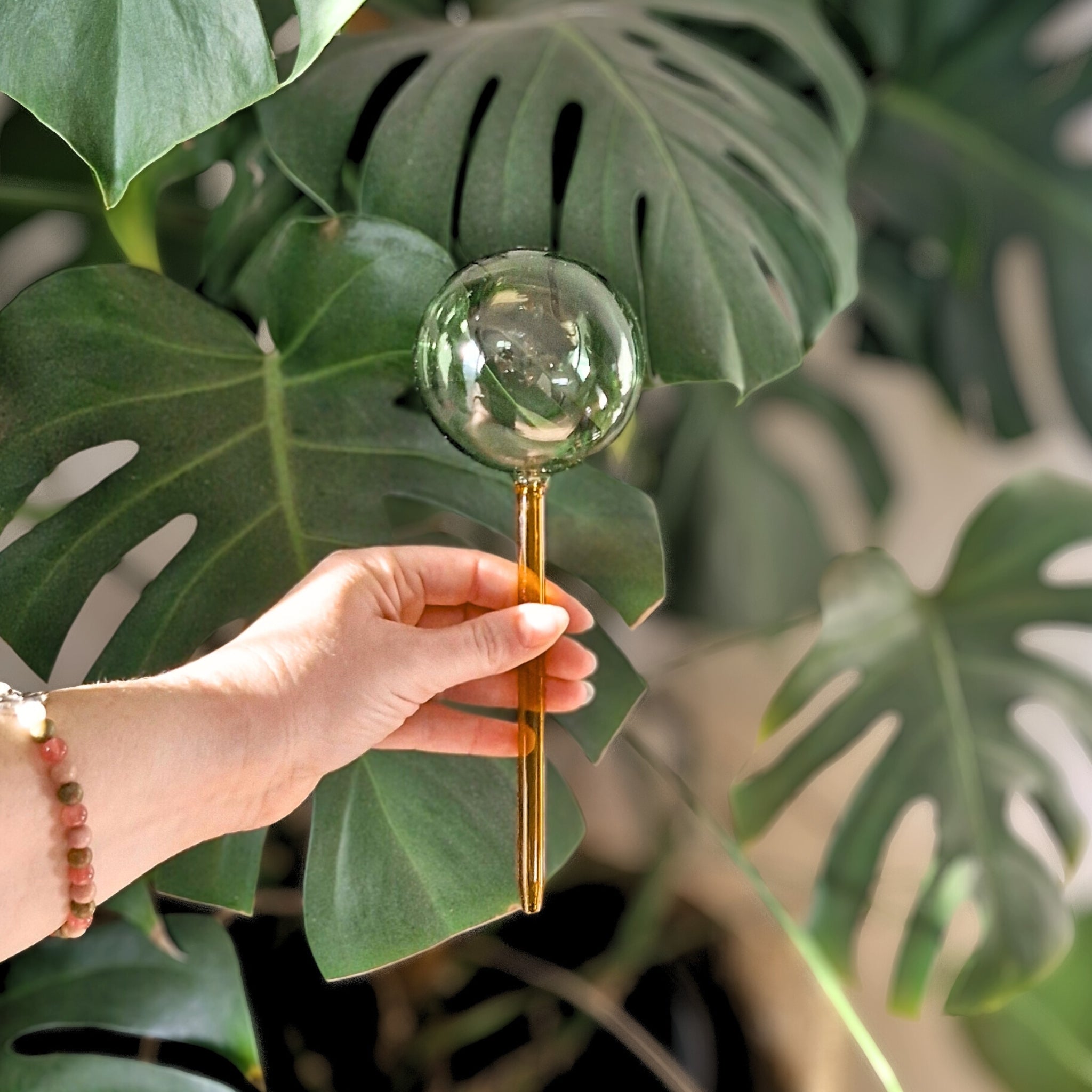 The Sill Plant Globes