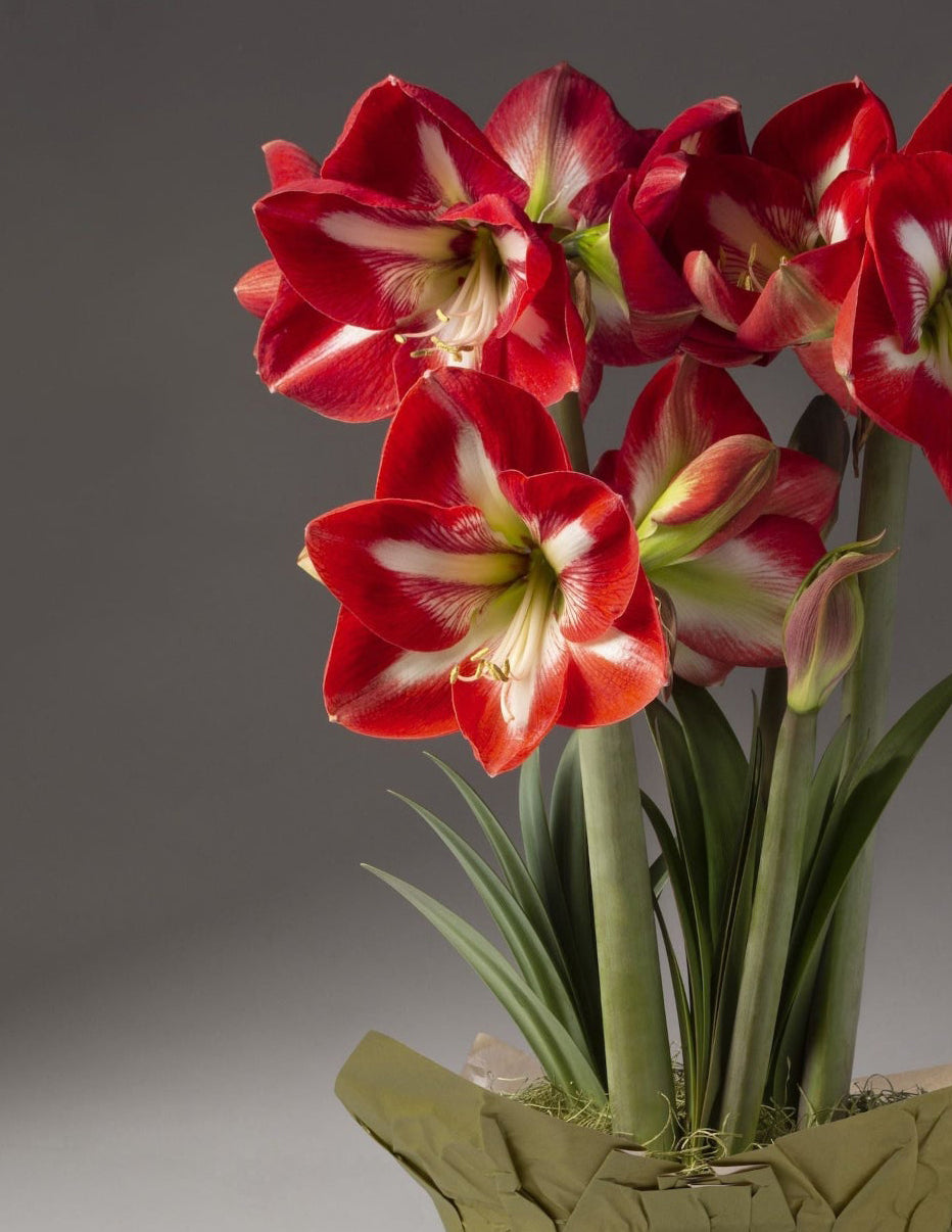 Festive Amaryllis