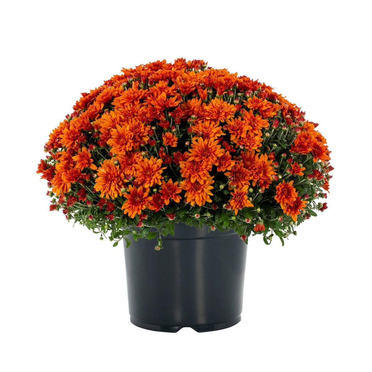bundle | Single | Orange