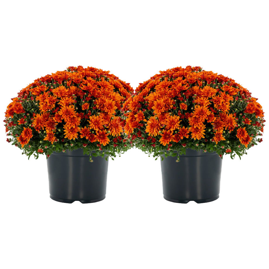 bundle | 2-Pack | Orange