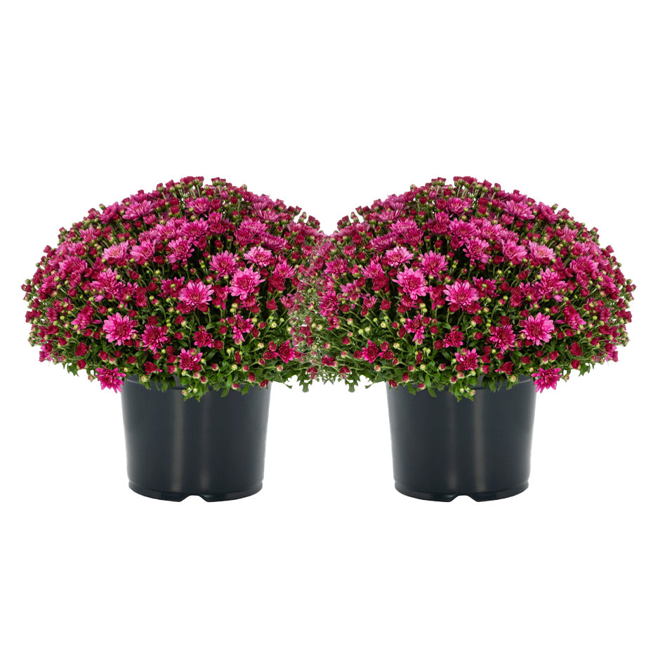 bundle | 2-Pack | Purple
