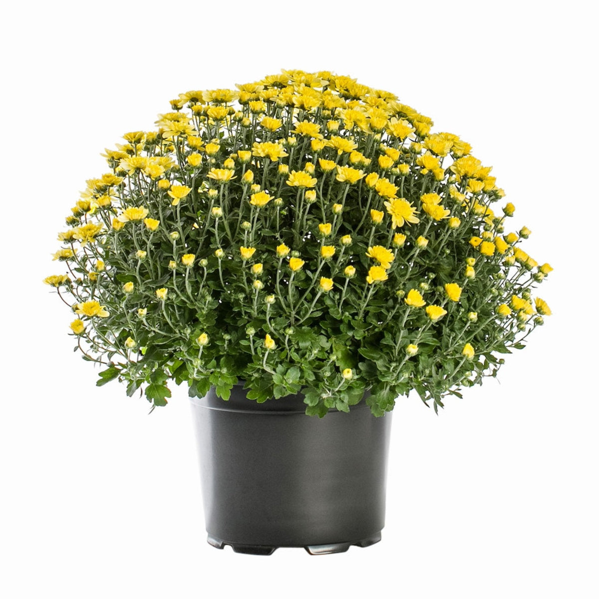 bundle | Single | Yellow