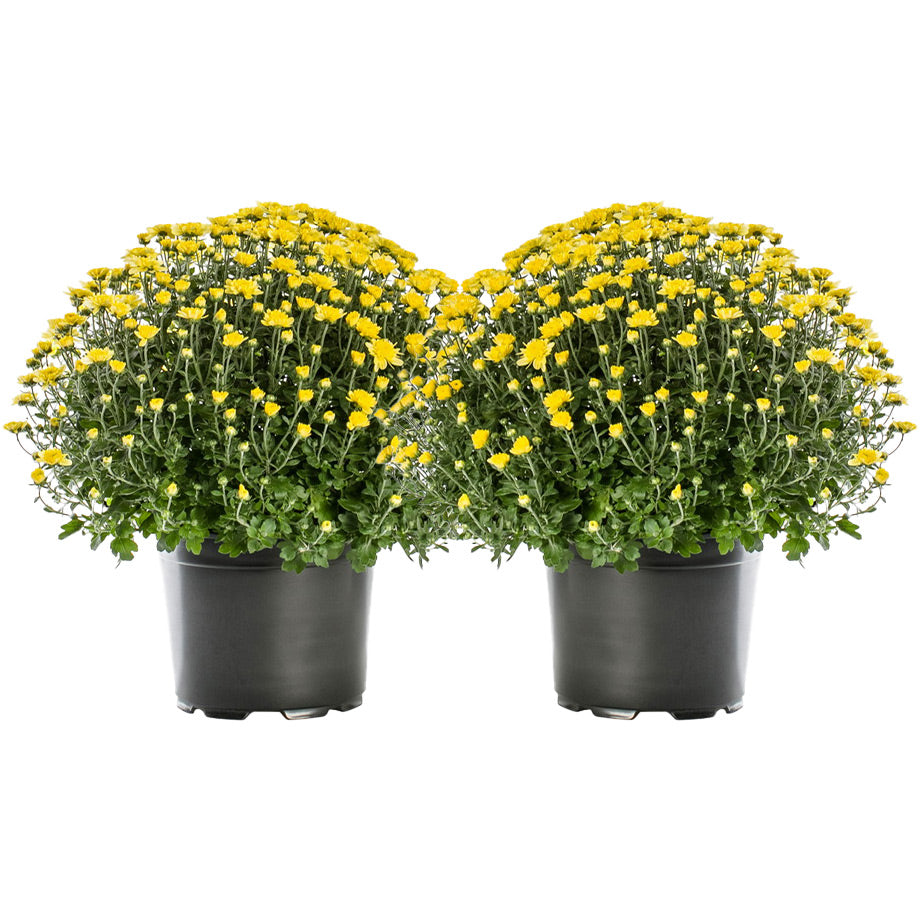 bundle | 2-Pack | Yellow