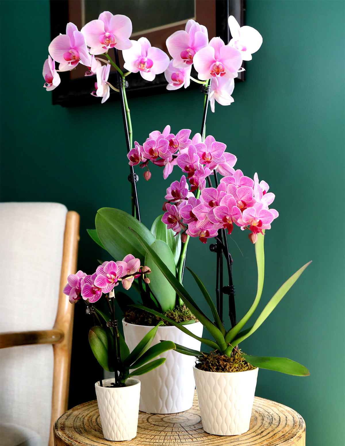 Orchid Assortment | Plants for Delivery | The Sill