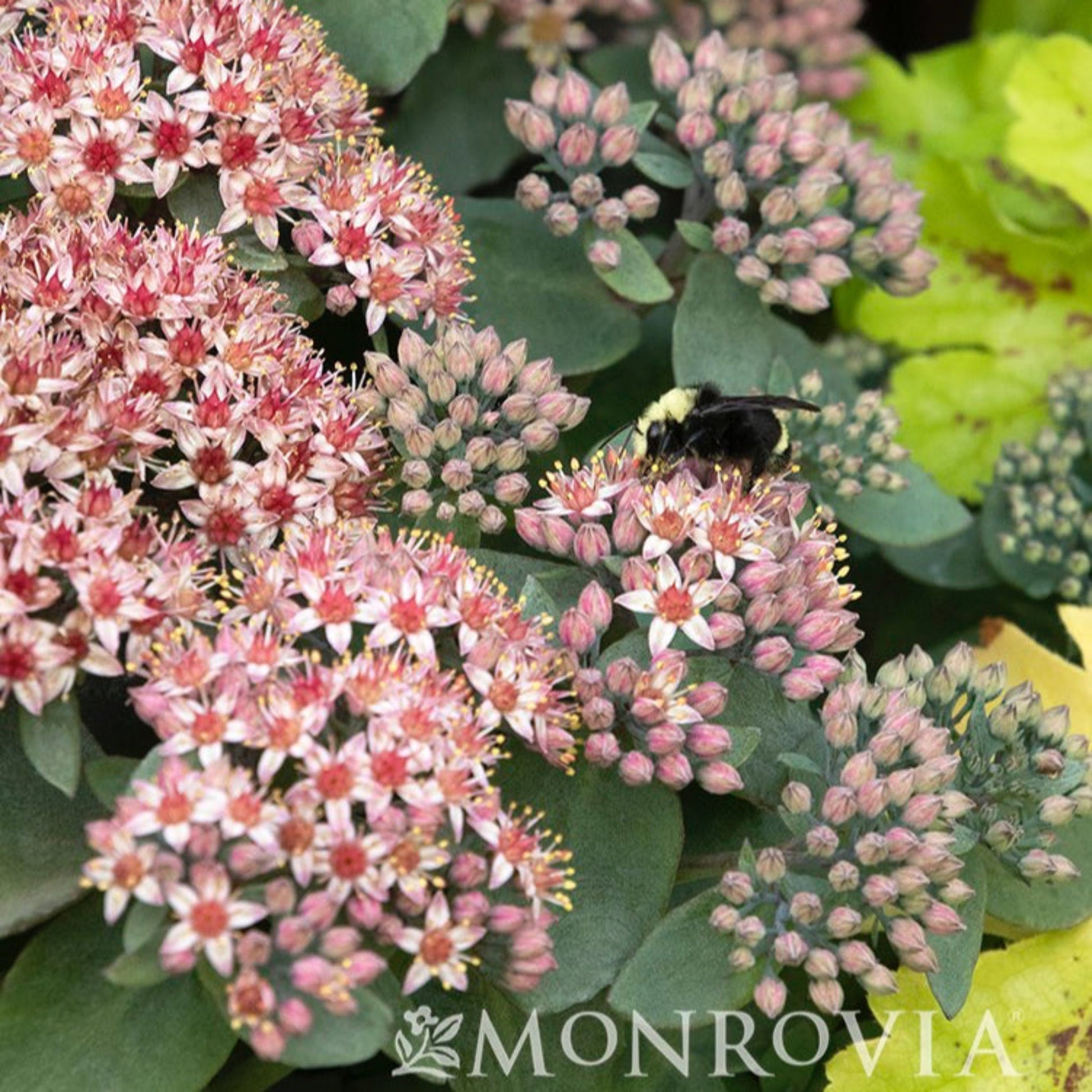pink sedum succulent Evolution™ Emerald Ice Sedum