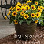 SunBelievable® Brown Eyed Girl Helianthus