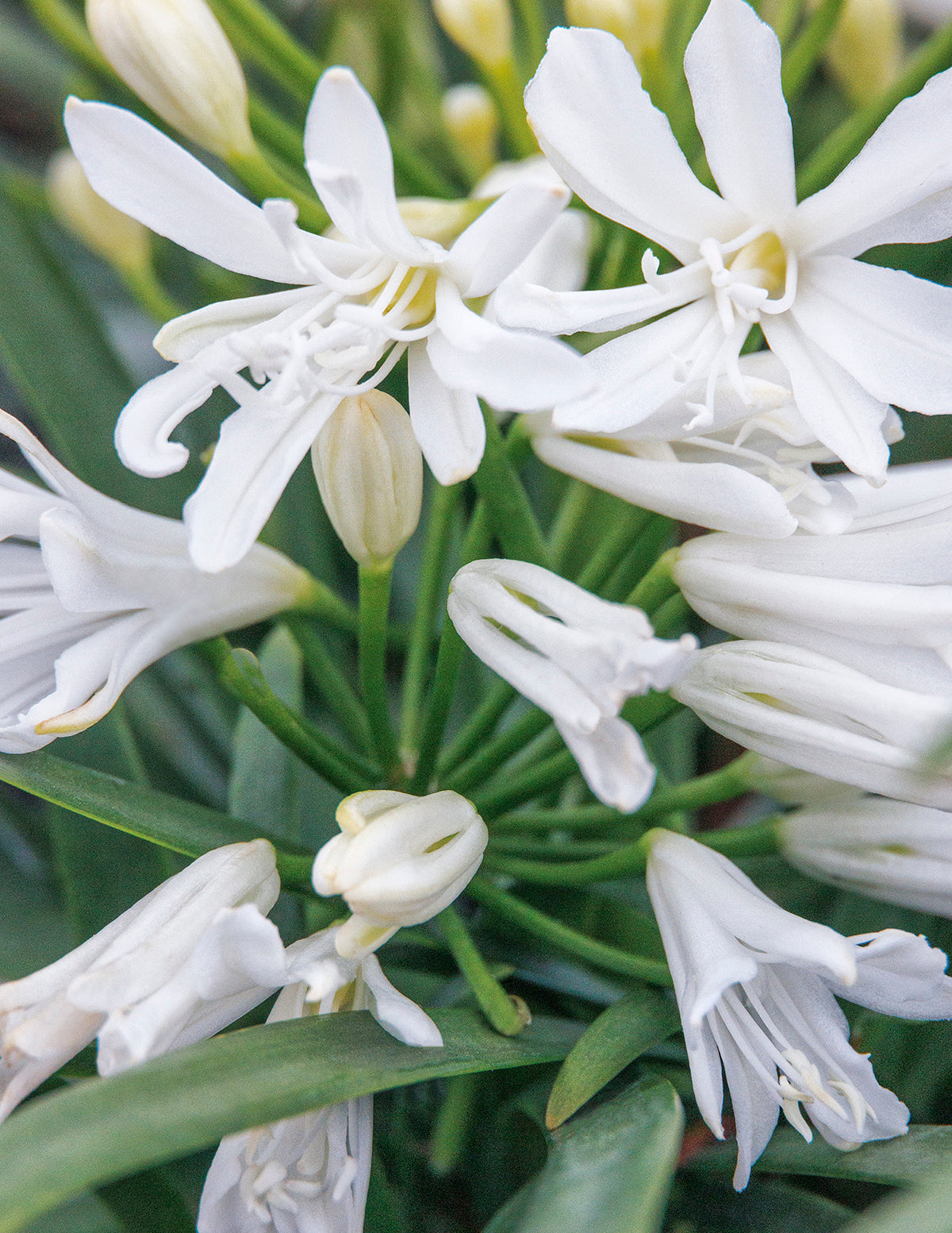 The Sill Bridal Veil Agapanthus - Thumbnail 3