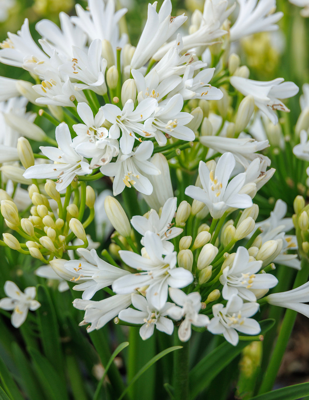 Bridal Veil® Agapanthus