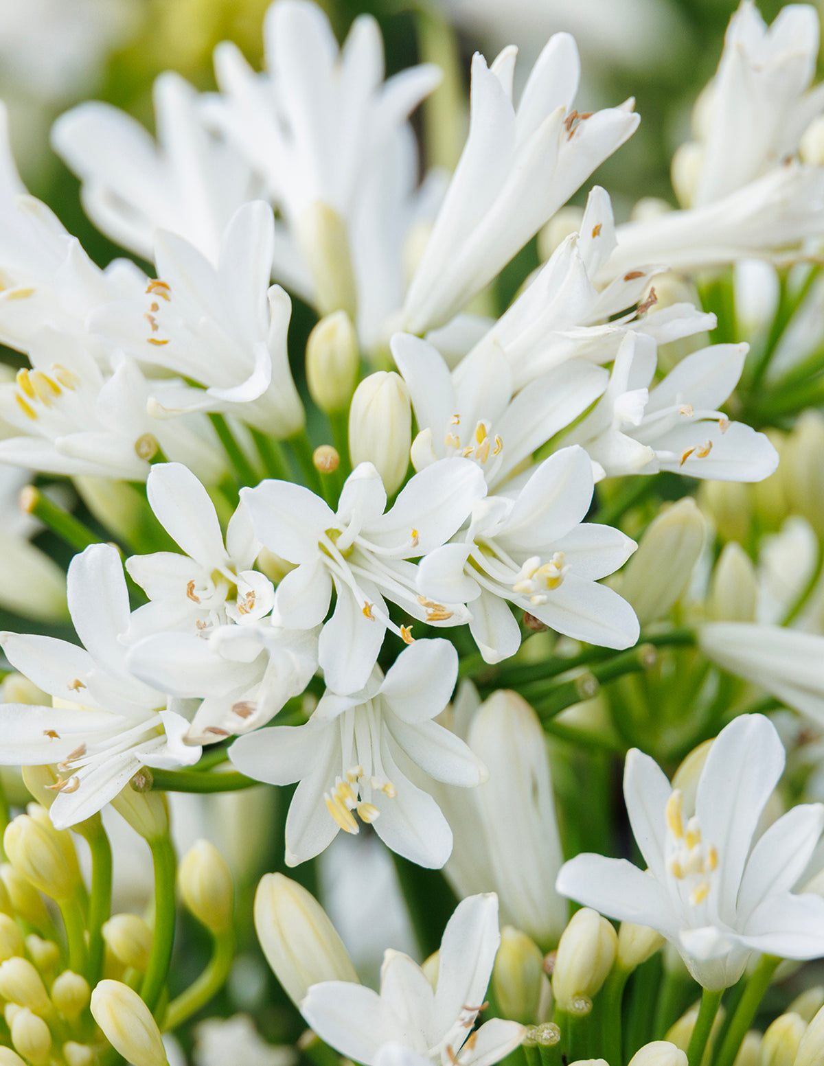 The Sill Bridal Veil Agapanthus