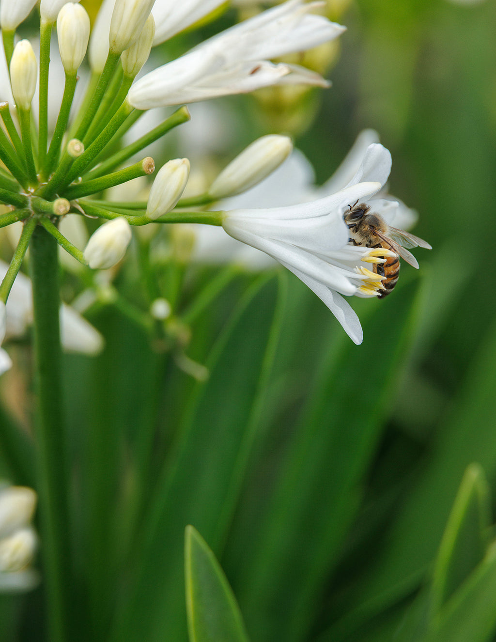 Bridal Veil® Agapanthus