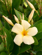 Sun Parasol® Sunbeam Mandevilla