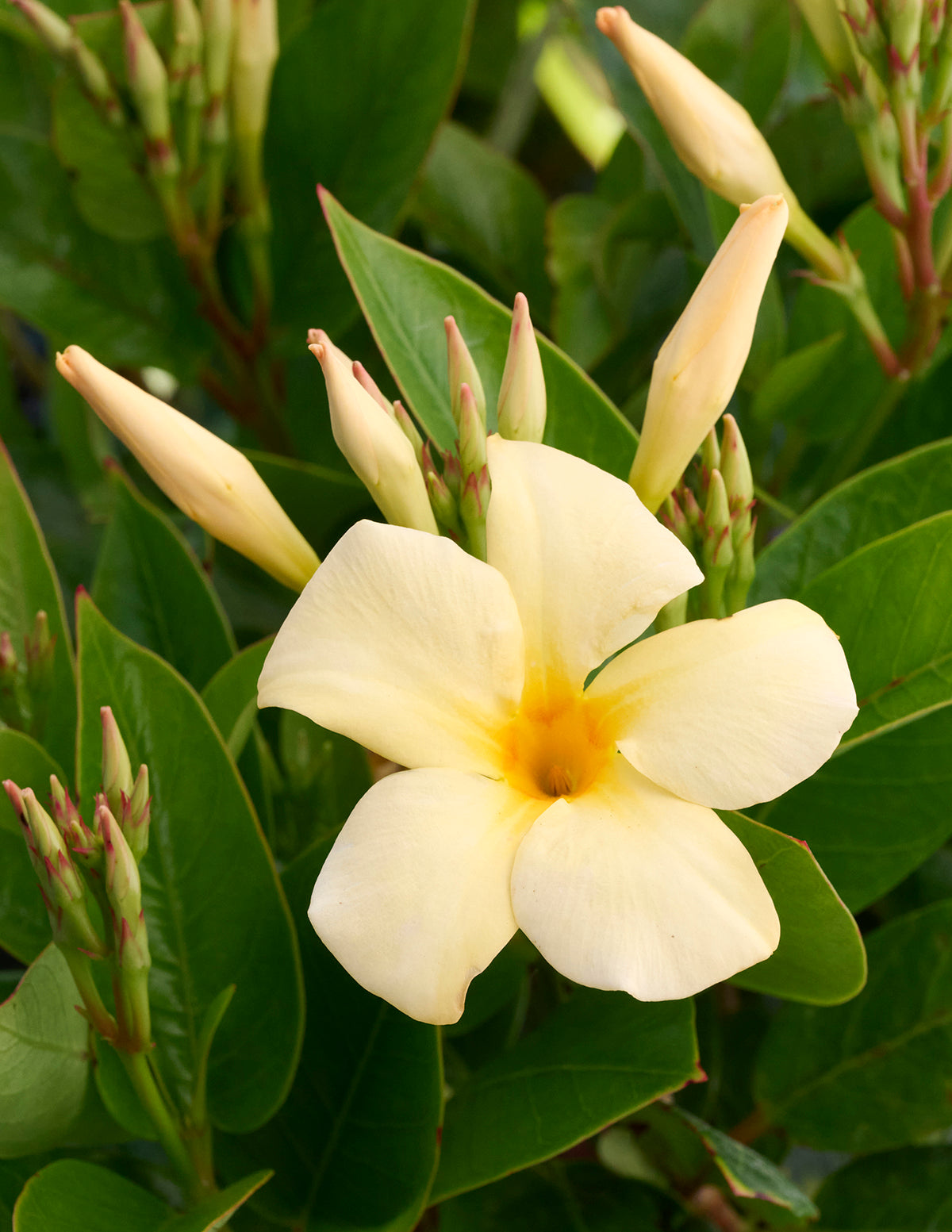 Sun Parasol® Sunbeam Mandevilla