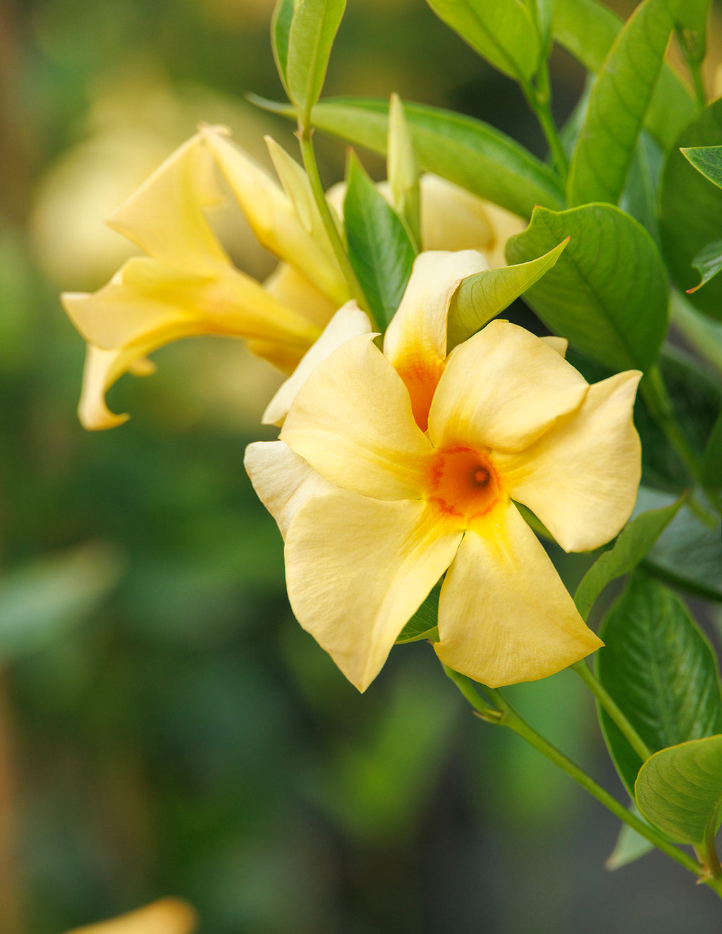 Sun Parasol® Sunbeam Mandevilla