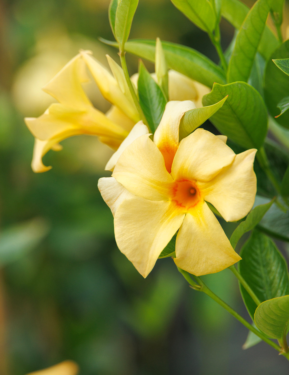 Sun Parasol® Sunbeam Mandevilla