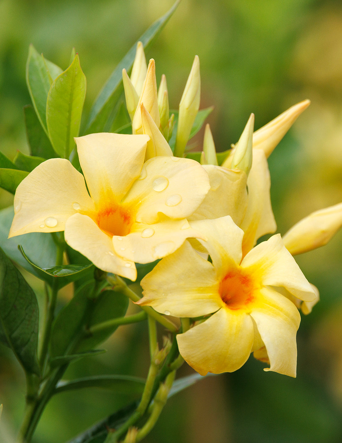 Sun Parasol® Sunbeam Mandevilla