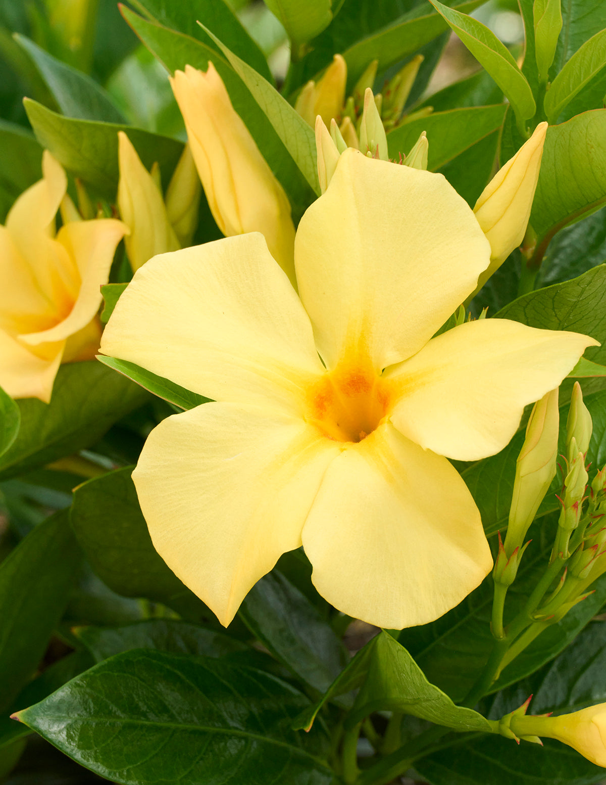 Sun Parasol® Sunbeam Mandevilla