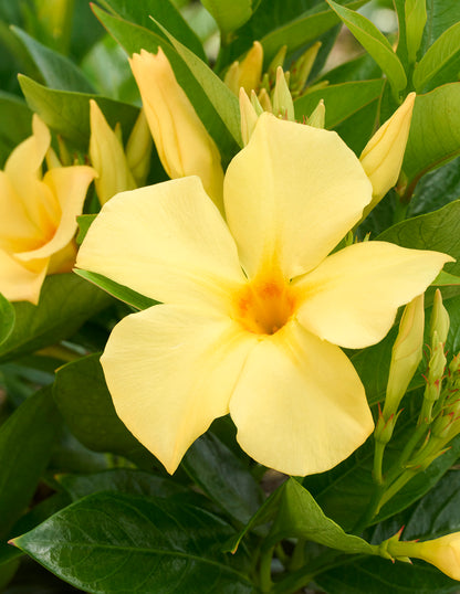 Sun Parasol® Sunbeam Mandevilla