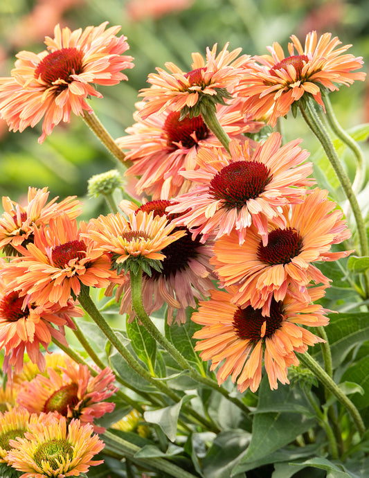 Fresco® Apricot Coneflower
