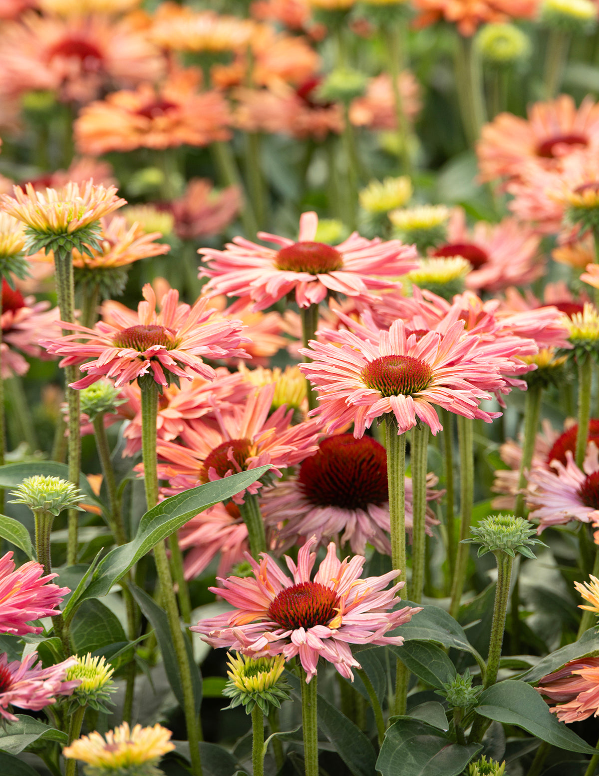 Fresco® Apricot Coneflower