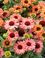 Fresco® Apricot Coneflower