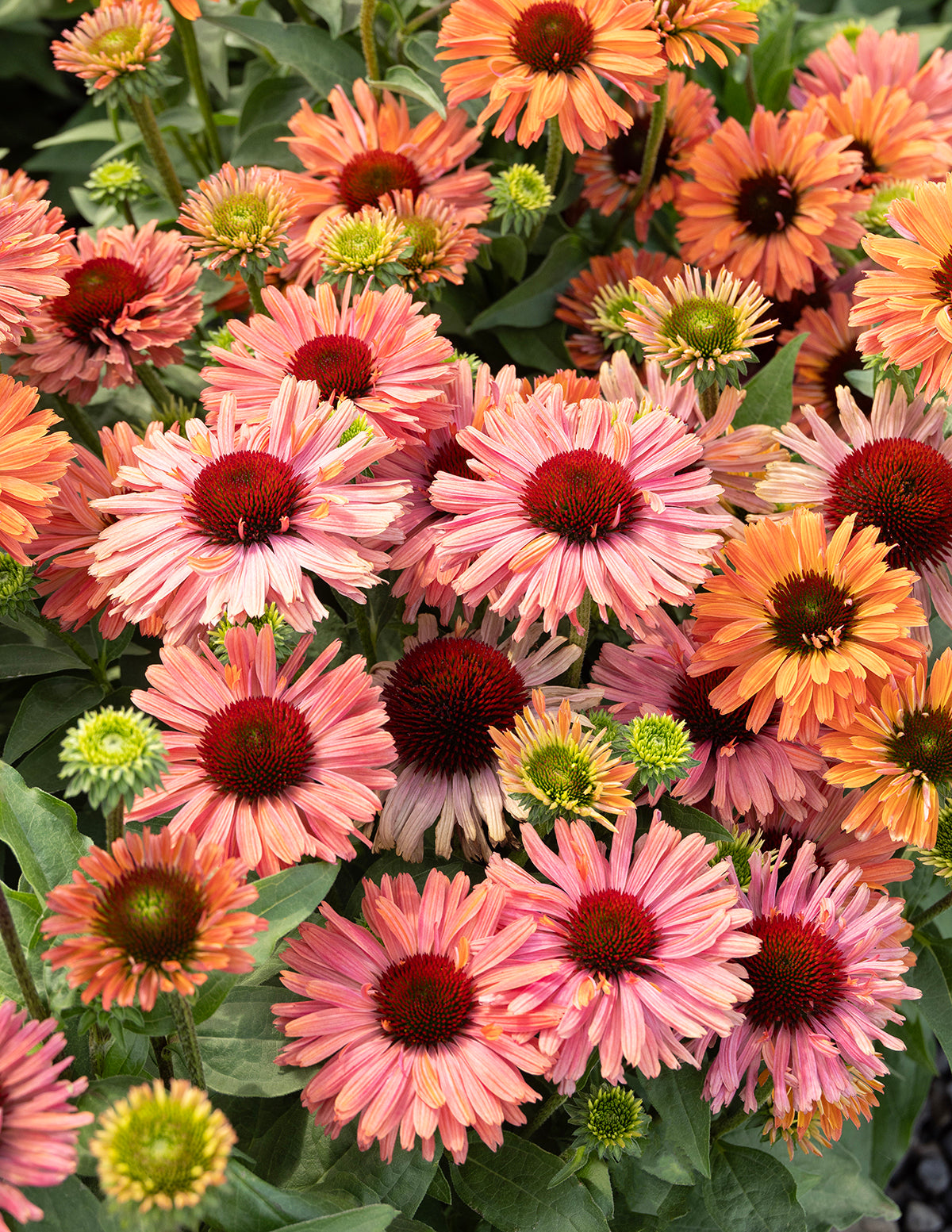 Fresco® Apricot Coneflower
