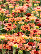 Fresco® Apricot Coneflower