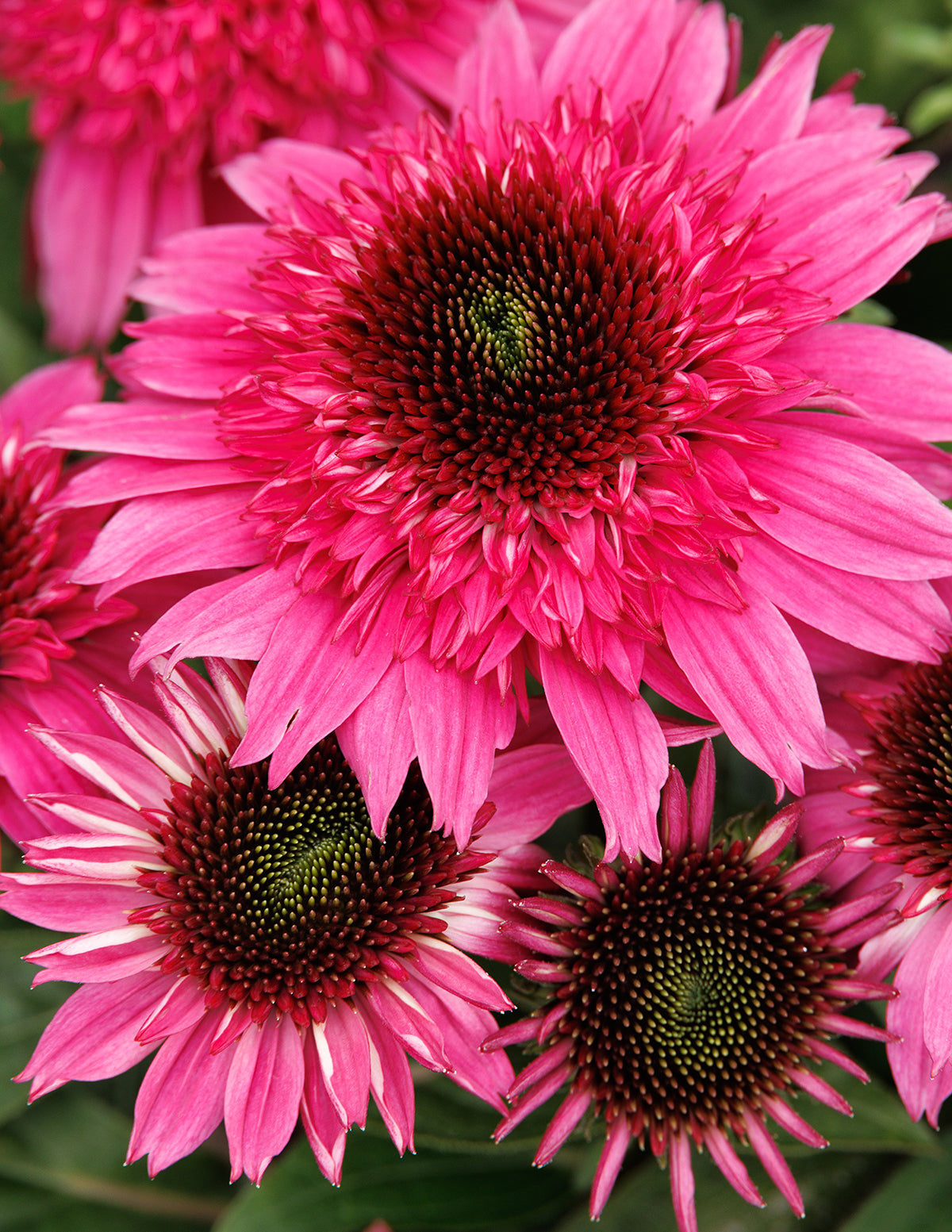 Double Scoop™ Watermelon Deluxe Coneflower