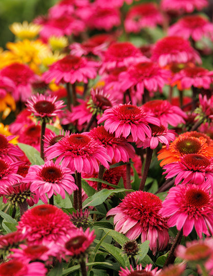 Double Scoop™ Watermelon Deluxe Coneflower