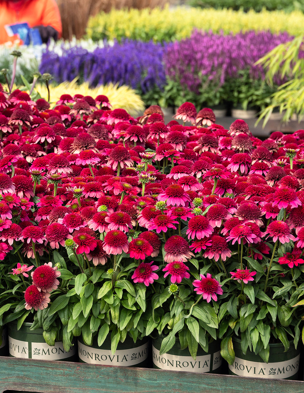 Double Scoop™ Watermelon Deluxe Coneflower